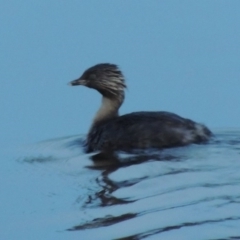 Poliocephalus poliocephalus (Hoary-headed Grebe) at Coombs Ponds - 18 Apr 2017 by michaelb