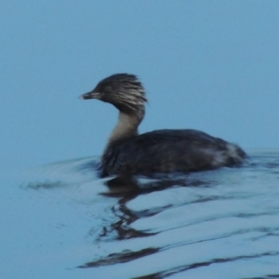 Poliocephalus poliocephalus (Hoary-headed Grebe) at Coombs, ACT - 18 Apr 2017 by michaelb