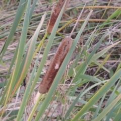 Typha orientalis (Broad-leaved Cumbumgi) at Coombs Ponds - 18 Apr 2017 by michaelb