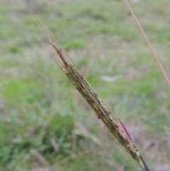 Bothriochloa macra (Red Grass, Red-leg Grass) at Coombs Ponds - 18 Apr 2017 by michaelb