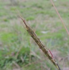 Bothriochloa macra (Red Grass, Red-leg Grass) at Coombs, ACT - 18 Apr 2017 by michaelb