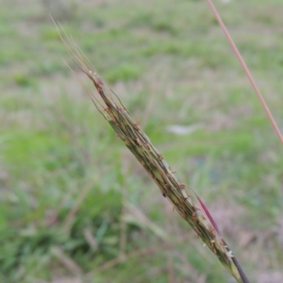 Bothriochloa macra (Red Grass, Red-leg Grass) at Coombs, ACT - 18 Apr 2017 by MichaelBedingfield