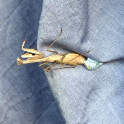 Archimantis sp. (genus) (Large Brown Mantis) at Griffith, ACT - 24 Apr 2017 by BassGardens