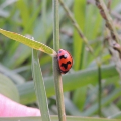 Coccinella transversalis (Transverse Ladybird) at Coombs Ponds - 18 Apr 2017 by michaelb