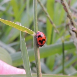 Coccinella transversalis at Coombs, ACT - 18 Apr 2017