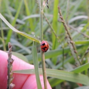 Coccinella transversalis at Coombs, ACT - 18 Apr 2017
