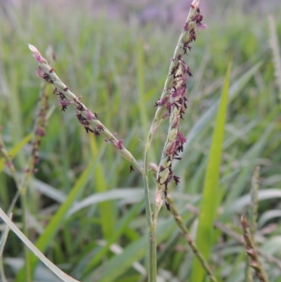 Paspalum distichum (Water Couch) at Coombs, ACT - 18 Apr 2017 by michaelb