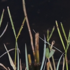 Paspalum distichum (Water Couch) at Coombs Ponds - 18 Apr 2017 by michaelb