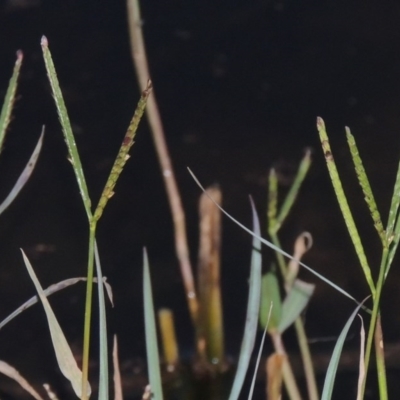 Paspalum distichum (Water Couch) at Coombs, ACT - 18 Apr 2017 by michaelb