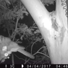 Aegotheles cristatus (Australian Owlet-nightjar) at Wamboin, NSW - 3 Apr 2017 by alicemcglashan