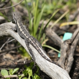 Amphibolurus muricatus at Wamboin, NSW - 1 Feb 2017