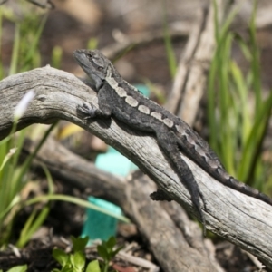 Amphibolurus muricatus at Wamboin, NSW - 1 Feb 2017 09:10 AM