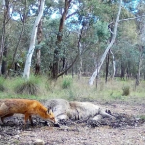 Vulpes vulpes at Wamboin, NSW - 26 Mar 2017