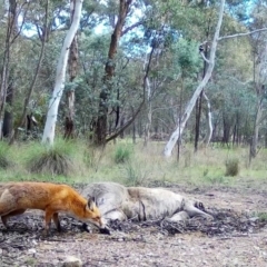 Vulpes vulpes (Red Fox) at Wamboin, NSW - 26 Mar 2017 by alicemcglashan
