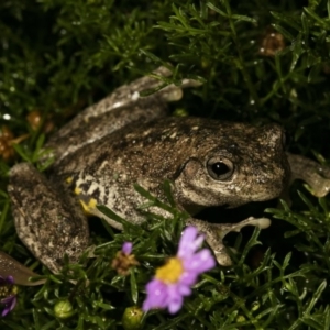 Litoria peronii at Wamboin, NSW - 20 Mar 2017 08:13 AM