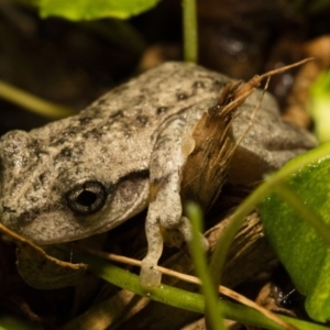 Litoria peronii at Wamboin, NSW - 20 Mar 2017 08:13 AM