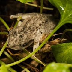 Litoria peronii at Wamboin, NSW - 20 Mar 2017