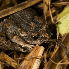 Uperoleia laevigata (Smooth Toadlet) at Wamboin, NSW - 19 Mar 2017 by alicemcglashan