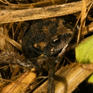 Uperoleia laevigata at Wamboin, NSW - 20 Mar 2017 08:13 AM