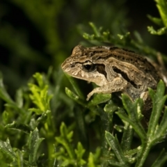 Crinia signifera (Common Eastern Froglet) at Wamboin, NSW - 20 Mar 2017 by alicemcglashan