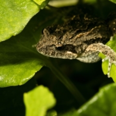 Crinia signifera at Wamboin, NSW - 20 Mar 2017