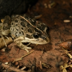 Limnodynastes tasmaniensis (Spotted Grass Frog) at QPRC LGA - 19 Mar 2017 by alicemcglashan