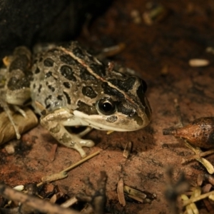 Limnodynastes tasmaniensis at Wamboin, NSW - 20 Mar 2017