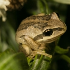 Litoria verreauxii verreauxii (Whistling Tree-frog) at QPRC LGA - 19 Mar 2017 by alicemcglashan