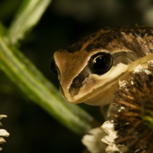 Litoria verreauxii verreauxii at Wamboin, NSW - 20 Mar 2017 08:13 AM