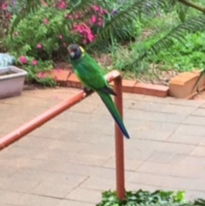 Barnardius zonarius (Australian Ringneck) at Palmerston, ACT - 9 Apr 2017 by walter