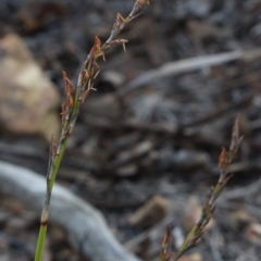 Lepidosperma laterale (Variable Sword Sedge) at Gundaroo, NSW - 5 Apr 2017 by MaartjeSevenster