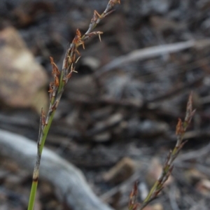 Lepidosperma laterale at Gundaroo, NSW - 5 Apr 2017