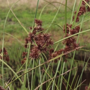 Cyperus gunnii subsp. gunnii at Gundaroo, NSW - 4 Jan 2017 04:30 PM