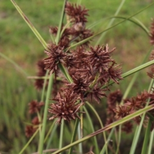 Cyperus gunnii subsp. gunnii at Gundaroo, NSW - 4 Jan 2017 04:30 PM