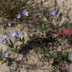 Veronica gracilis (Slender Speedwell) at Gundaroo, NSW - 3 Nov 2015 by MaartjeSevenster