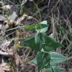 Veronica perfoliata (Digger's Speedwell) at Gundaroo, NSW - 9 Nov 2015 by MaartjeSevenster