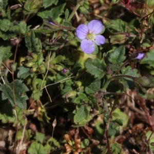 Veronica sp. at Gundaroo, NSW - 2 Jan 2017 12:20 PM