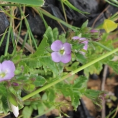 Veronica sp. at Gundaroo, NSW - 17 Oct 2015 by MaartjeSevenster