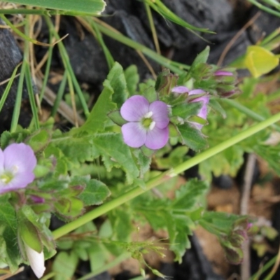 Veronica sp. at MTR591 at Gundaroo - 17 Oct 2015 by MaartjeSevenster