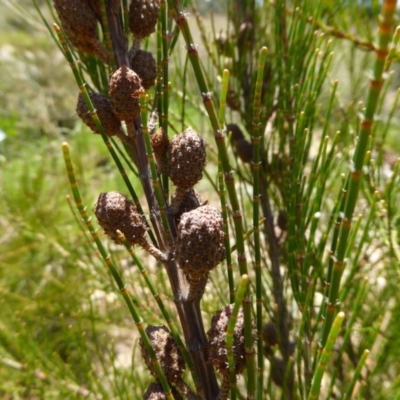 Allocasuarina nana (Dwarf She-oak) at Sth Tablelands Ecosystem Park - 27 Nov 2016 by AndyRussell