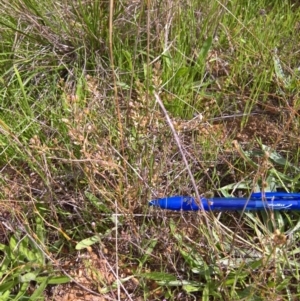 Lepidium ginninderrense at Harrison, ACT - suppressed