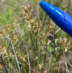 Lepidium ginninderrense at Harrison, ACT - 4 Apr 2017