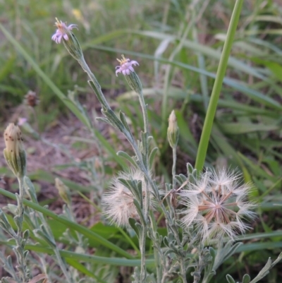 Vittadinia cuneata var. cuneata (Fuzzy New Holland Daisy) at Coombs Ponds - 18 Apr 2017 by michaelb