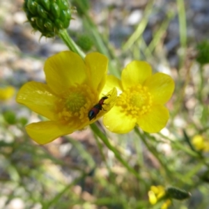 Dicranolaius bellulus at Molonglo Valley, ACT - 3 Jan 2017