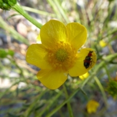 Dicranolaius bellulus at Molonglo Valley, ACT - 3 Jan 2017 03:57 PM