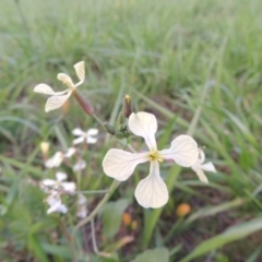 Raphanus raphanistrum (Wild Radish, Jointed Charlock) at Coombs, ACT - 18 Apr 2017 by MichaelBedingfield