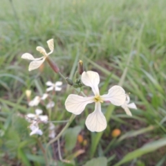 Raphanus raphanistrum (Wild Radish, Jointed Charlock) at Coombs Ponds - 18 Apr 2017 by michaelb