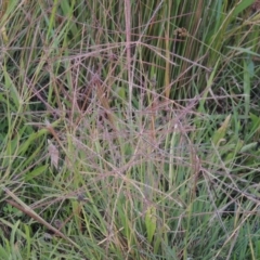 Chloris truncata (Windmill Grass) at Coombs Ponds - 18 Apr 2017 by michaelb