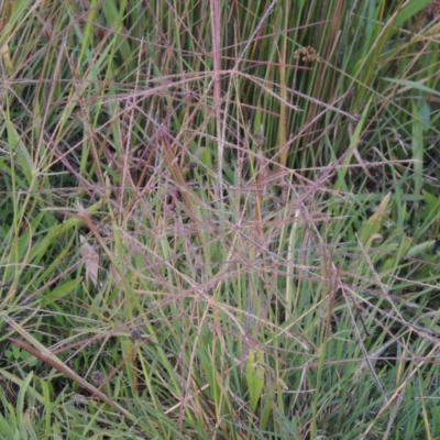 Chloris truncata (Windmill Grass) at Weston Creek, ACT - 18 Apr 2017 by michaelb