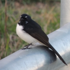 Rhipidura leucophrys (Willie Wagtail) at Coombs, ACT - 18 Apr 2017 by michaelb